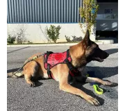 Harnais TRAK Rouge pour chien – Confort et sécurité