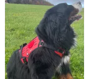 Harnais TRAK Rouge pour chien – Confort et sécurité