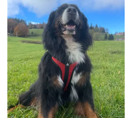 Harnais TRAK Rouge pour chien – Confort et sécurité