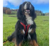 Harnais TRAK Rouge pour chien – Confort et sécurité
