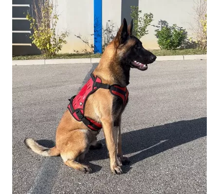 Harnais TRAK Rouge pour chien – Confort et sécurité