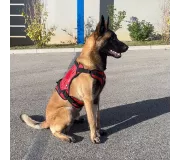 Harnais TRAK Rouge pour chien – Confort et sécurité