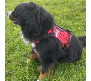 Harnais TRAK Rouge pour chien – Confort et sécurité
