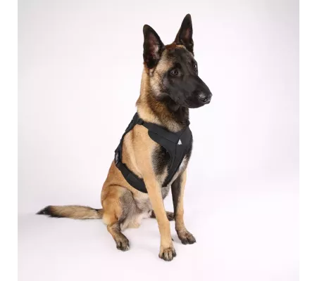 Harnais TRAK Noir pour chien – Confort et sécurité