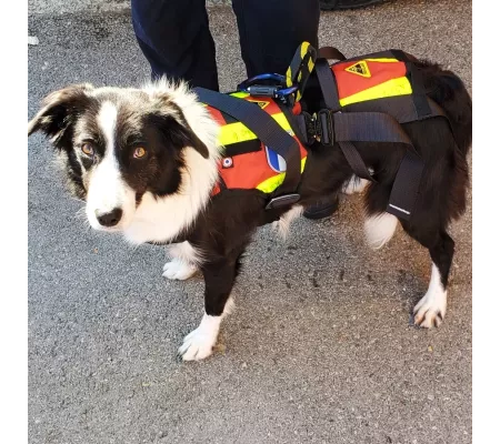 Harnais treuillable SALVATEX Rouge – Chien sécurité et performance