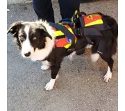 Harnais treuillable SALVATEX Rouge – Chien sécurité et performance