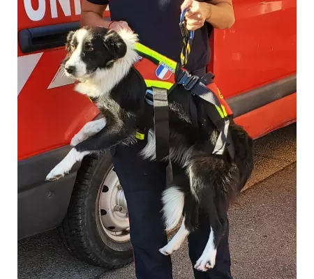 Harnais treuillable SALVATEX Rouge – Chien sécurité et performance