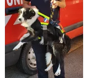 Harnais treuillable SALVATEX Rouge – Chien sécurité et performance