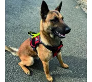 Harnais treuillable SALVATEX Rouge – Chien sécurité et performance