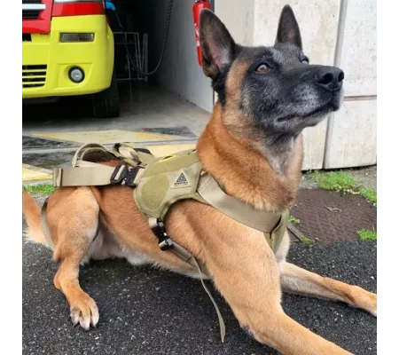 Harnais treuillable SALVATEX Coyote – Chien sécurité et performance