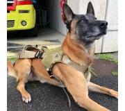 Harnais treuillable SALVATEX Coyote – Chien sécurité et performance