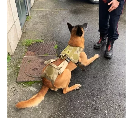 Harnais treuillable SALVATEX Coyote – Chien sécurité et performance