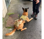 Harnais treuillable SALVATEX Coyote – Chien sécurité et performance
