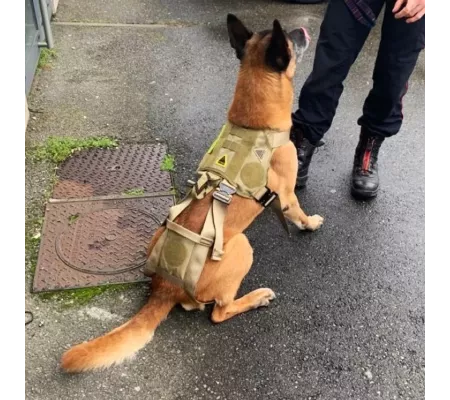 Harnais treuillable SALVATEX Coyote – Chien sécurité et performance